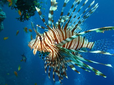 lionfish2.jpg