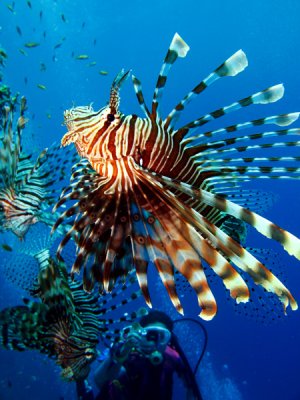 lionfish3.jpg