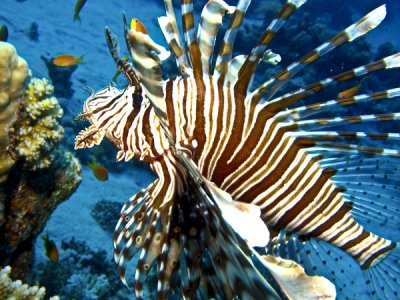 lionfish4.jpg