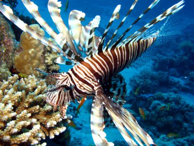 lionfish5.jpg