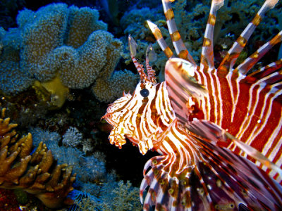 lionfish6.jpg