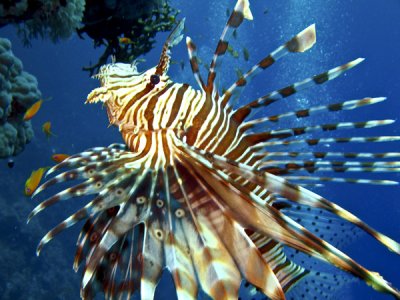 lionfish8.jpg