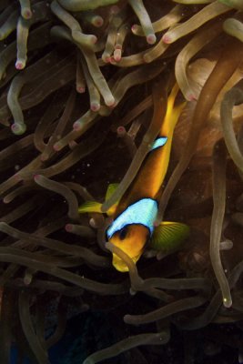 Nemo4