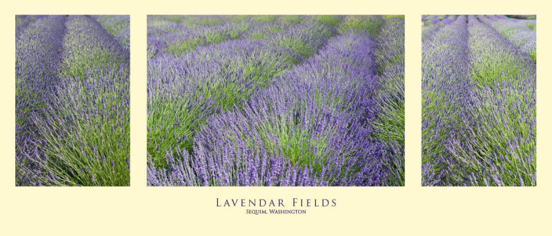 Lavender Fields Triptych