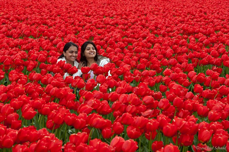 Life May Just be...a Bed of Tulips