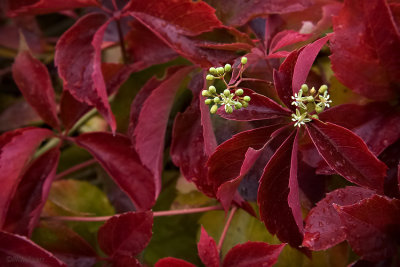 Virginia Creeper
