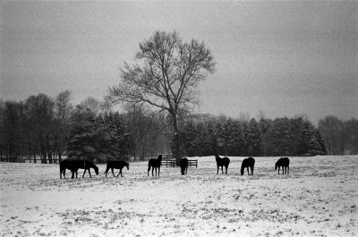 g3/75/647075/3/57415603.MiddleburgHorses.jpg