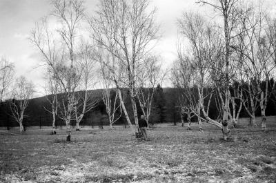 Among The Trees