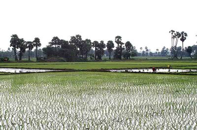 Paddy fields near Mamallapuram.