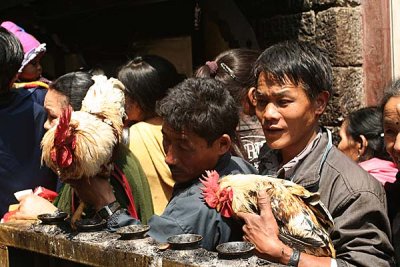 Cocks to be sacrificed, Dakshinkali, Nepal.