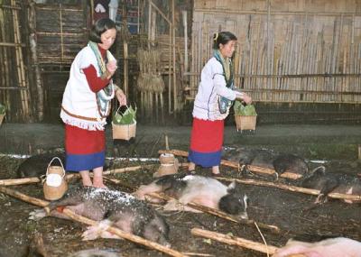 Myoko. Pigs are sprinkled with rice powder. Apatani tribe