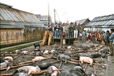 Myoko. Pigs to be sacrificed. Apatani tribe