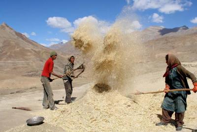 Separating the grain from the chaff Spiti