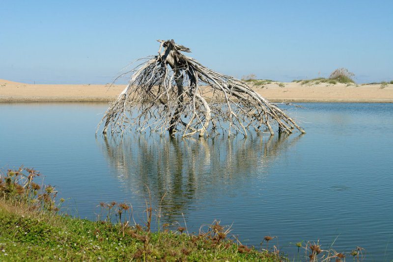 salt pond skeleton.jpg