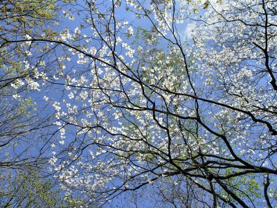 flowering dogwood.jpg