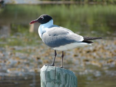 laughing gull.jpg