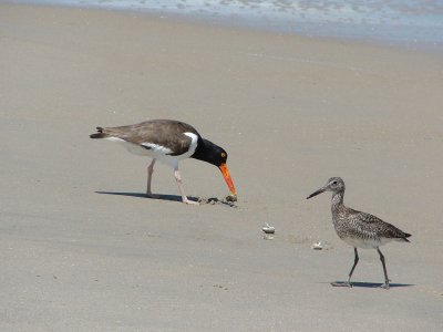 oystercatcher and willet.jpg