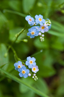 forget-me-not.jpg
