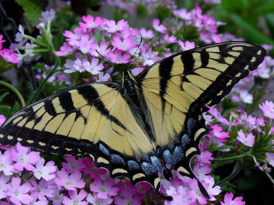 Eastern Tiger Swallowtail grd 62803 1.jpg
