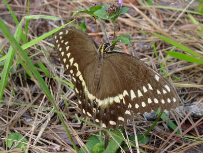 Palamedes Swallowtail ob 100604.jpg