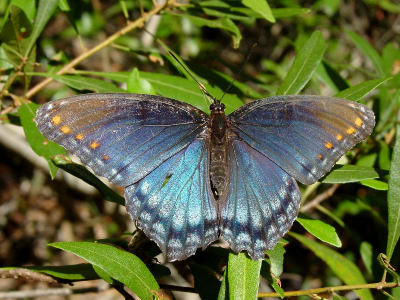 Red-spotted Purple ob 100604.jpg