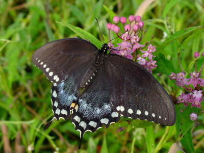 Spicebush Swallowtail ks 81203.jpg