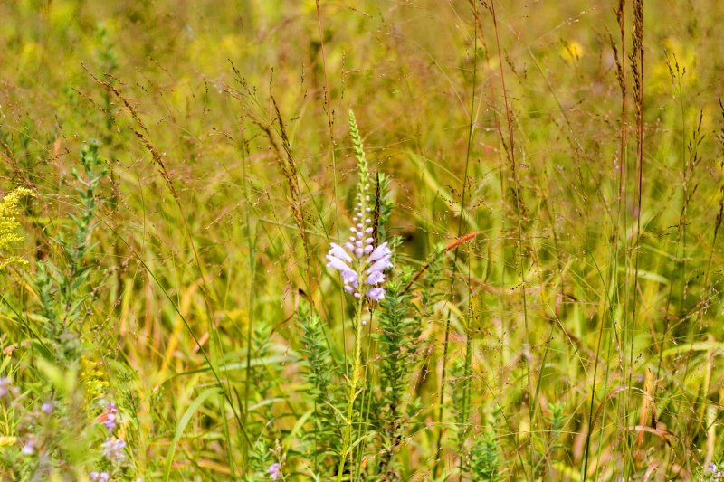 False Dragonhead