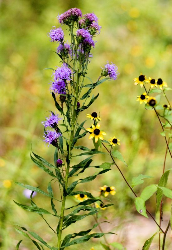 Ironweed