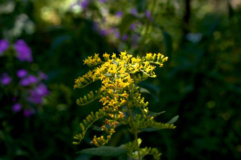 Goldenrod
