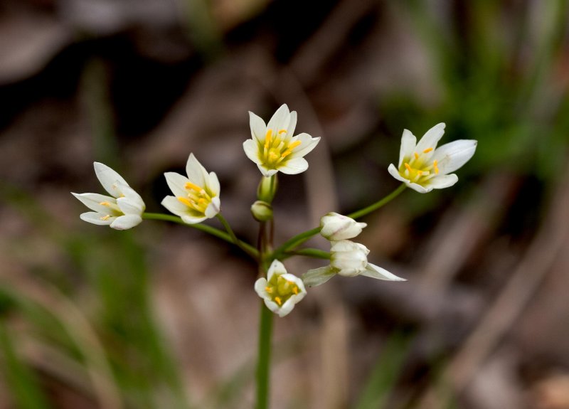 False Garlic
