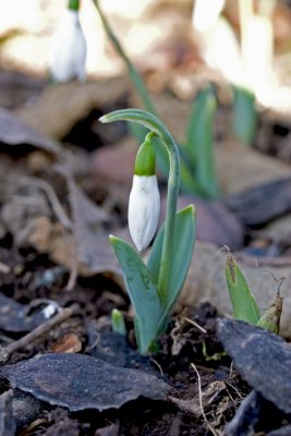 Snowdrop