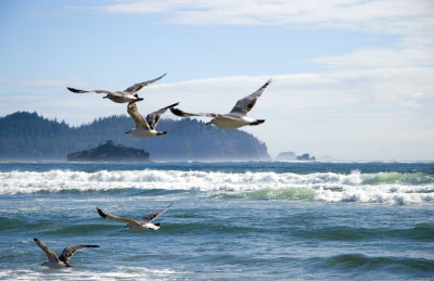 Gulls at Hobuck Beach