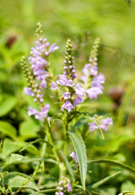 False Dragonhead