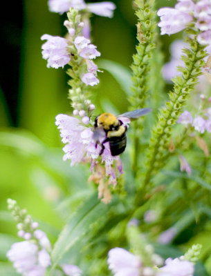 Bumblebee, hard at work