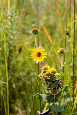 Common Sunflower