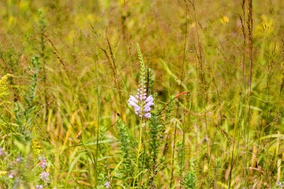 False Dragonhead