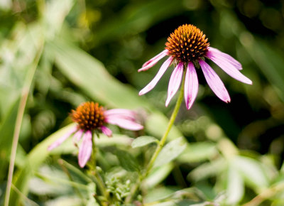 Glade Coneflower