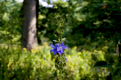 Tall Bellflower