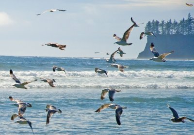 More Gulls at Hobuck Beach