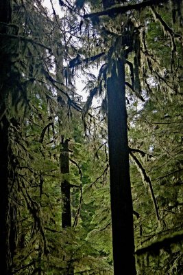 Forests - Olympic National Park