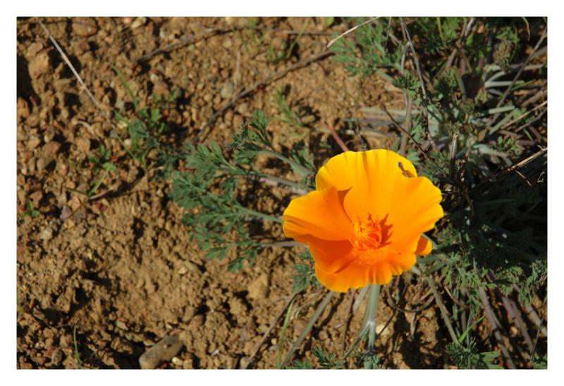 My first California Poppy of 2006
