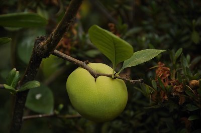 Quince Fruit
