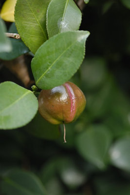 A Camellia Seed Pod