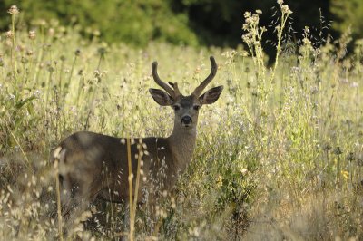 Young Buck