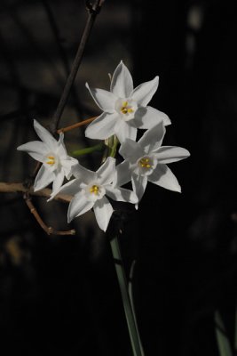 Paperwhites