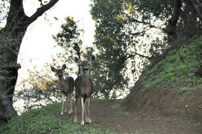 Sharing the Trail