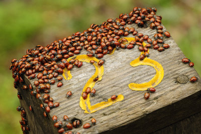 Ladybugs