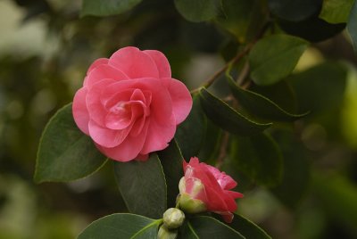 Camellia