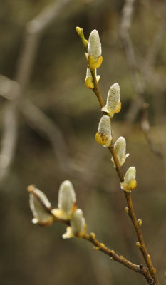 Sprouting Willows