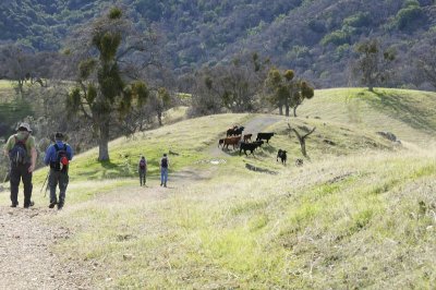 Cows on the trail